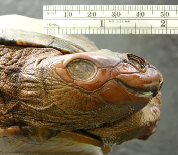 Media type: image; Herpetology R-48013